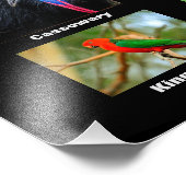 Impression Photo Oiseaux d'Australie (Coin)