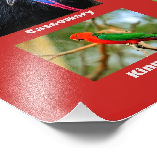 Impression Photo Oiseaux d'Australie (Coin)