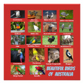 Impression Photo Oiseaux d'Australie (Devant)