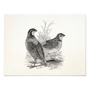 Impression Photo Oiseaux de Quail vintages - Personnalisé Retro Jeu