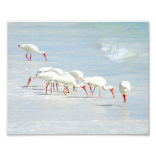Impression Photo Oiseaux de rivage blancs d'IBIS sur la plage