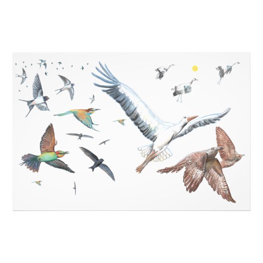 Impression Photo Oiseaux migrateurs traçant leurs vols Illustration (Devant)