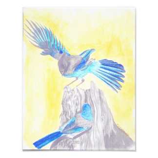 Impression Photo Oiseaux sur un moignon