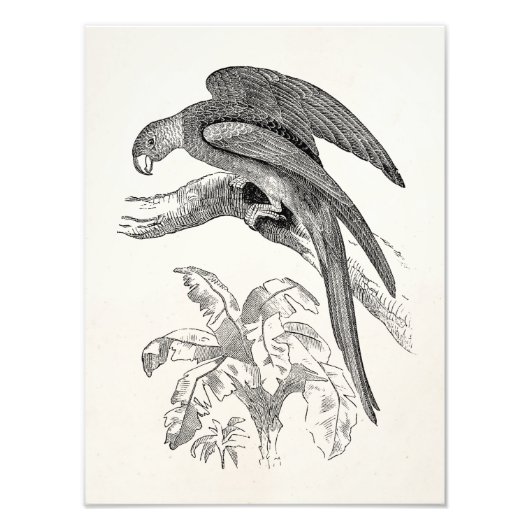 Impression Photo Oiseaux vintages - Carolina Parrots Oiseaux tropic (Devant)