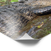 Impression Photo Okefenokee Swamp Park Alligator Imprimer (Coin)