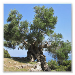 Impression Photo Olivier grec (Kefalonia)