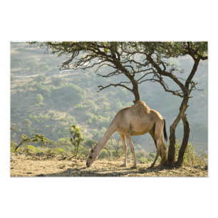 Impression Photo Oman, région de Dhofar, Salalah. Chameau