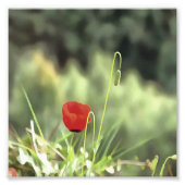 Impression Photo One Poppy Artistic (Devant)