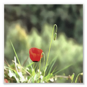 Impression Photo One Poppy Artistic