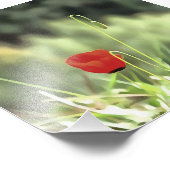 Impression Photo One Poppy Artistic (Coin)