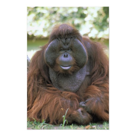 Impression Photo Orang-outan Pongo Pygmaeus (Devant)