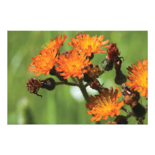 Impression Photo Orange Hawkweed Wild Things