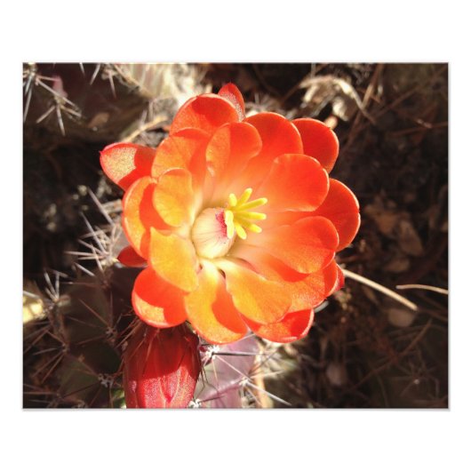 Impression photo Orange Hedgehog Cactus (Devant)