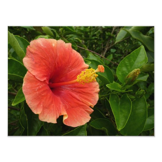 Impression Photo Orange Hibiscus Fleur Tropical Floral (Devant)
