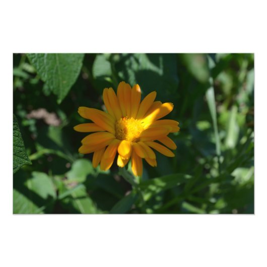 Impression Photo Orange Pot Marigold Fleur personnalisée (Devant)