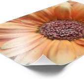 Impression Photo Orange Sherbet Daisy (Coin)