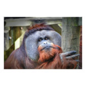 Impression Photo Orangoutan (Devant)