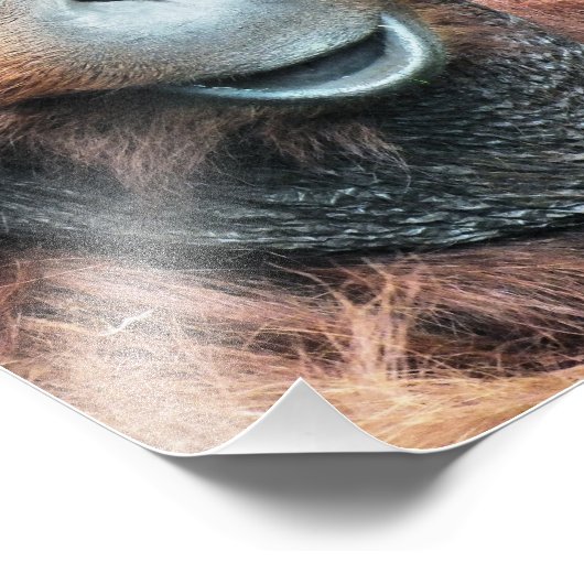 IMPRESSION PHOTO ORANGUTAN (Coin)