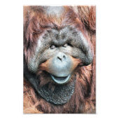 IMPRESSION PHOTO ORANGUTAN (Devant)