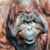 IMPRESSION PHOTO ORANGUTAN