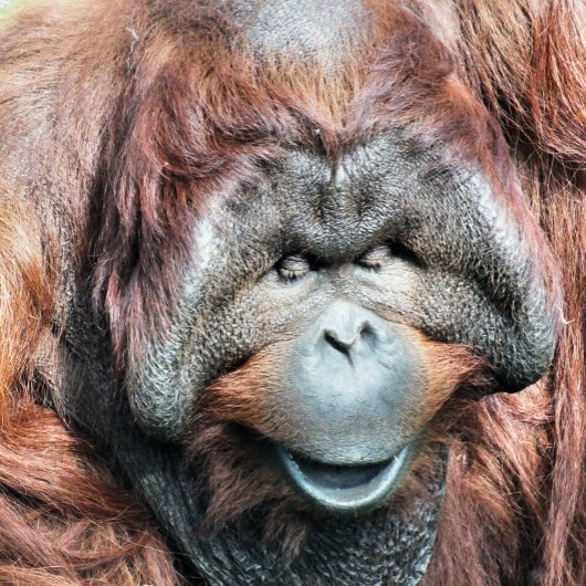IMPRESSION PHOTO ORANGUTAN