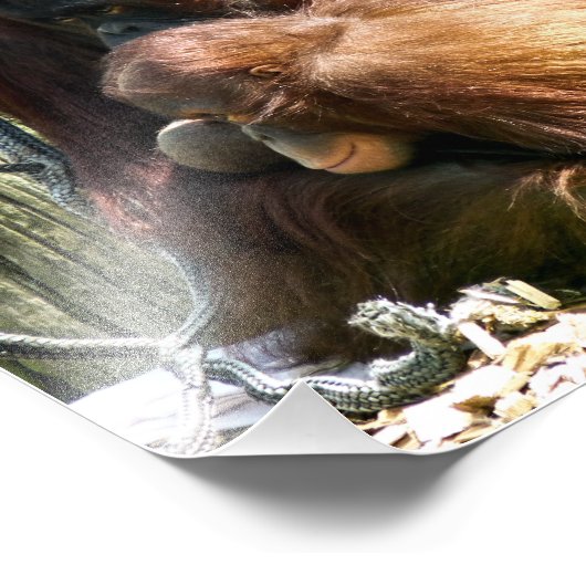 IMPRESSION PHOTO ORANGUTANS (Coin)
