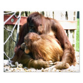 IMPRESSION PHOTO ORANGUTANS (Devant)