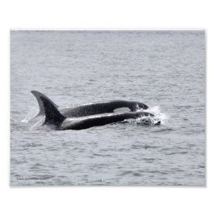 Impression Photo Orca Duo !
