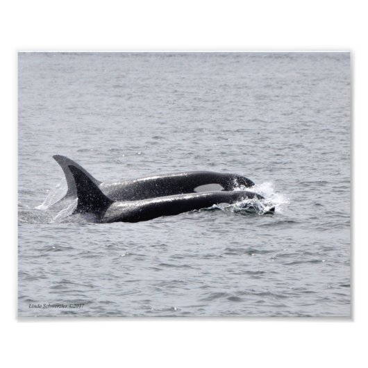 Impression Photo Orca Duo ! (Devant)