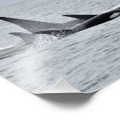 Impression Photo Orca Whales ! (Coin)