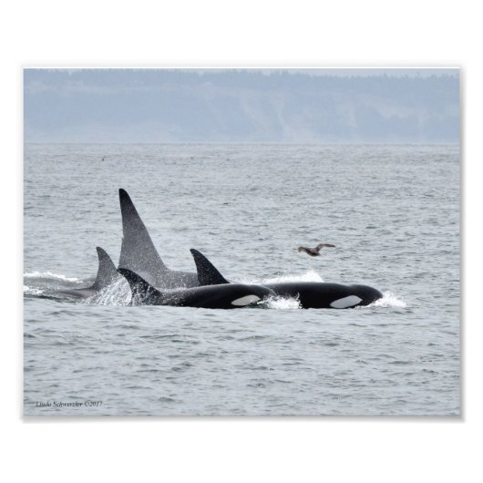 Impression Photo Orca Whales ! (Devant)