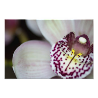 Impression Photo Orchid de Purple et White