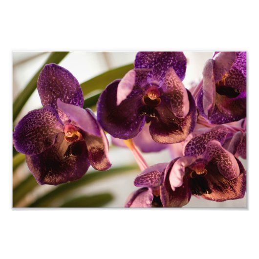 Impression Photo Orchid Vanda Pure's Wax Flower Group (Devant)