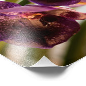 Impression Photo Orchid Vanda Pure's Wax Flower Group (Coin)