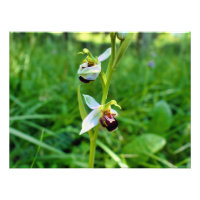 Orchidée