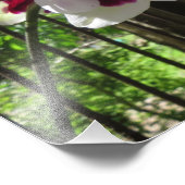 Impression Photo Orchidée à dents violette et blanche Phalaenopsis (Coin)