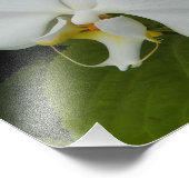 Impression Photo Orchidée blanche Phalaenopsis fleurit Floral (Coin)