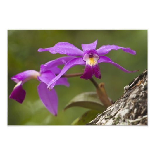 Impression Photo Orchidée Cattleya violette Cattleya violacea) (Devant)