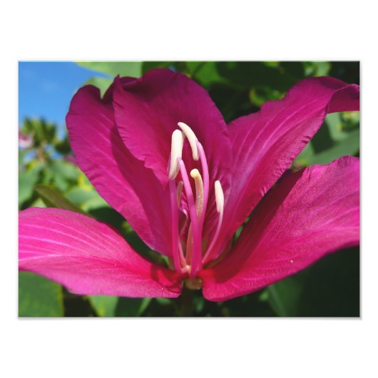 Impression Photo Orchidée Fleurie tropicale Florale (Devant)