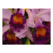 Impression Photo Orchidée hybride de Cattleya (Devant)