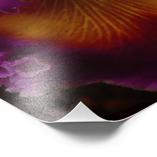 Impression Photo Orchidée hybride de Cattleya (Coin)