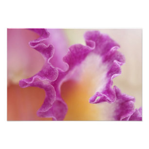 Impression Photo Orchidée hybride en gros plan, Delray Beach, Flori