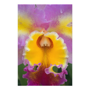 Impression Photo Orchidée hybride, Floride