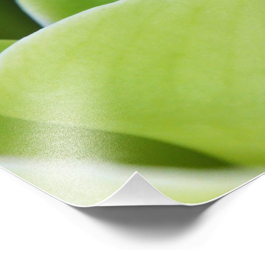 Impression Photo Orchidée verte (Coin)