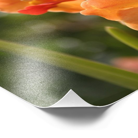 Impression Photo Orchidées (Coin)