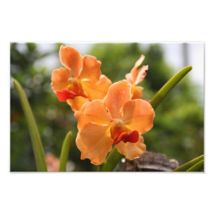 Impression Photo Orchidées