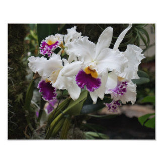 Impression Photo Orchidées 14"x11"