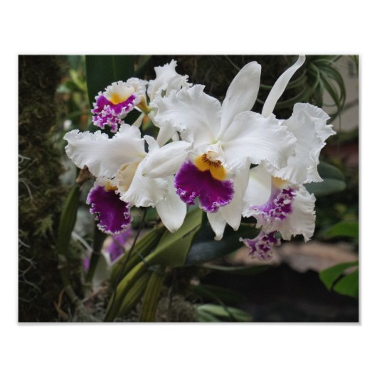 Impression Photo Orchidées 14"x11" (Devant)
