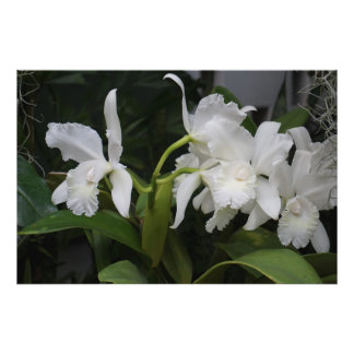 Impression Photo Orchidées blanches 36"x24"