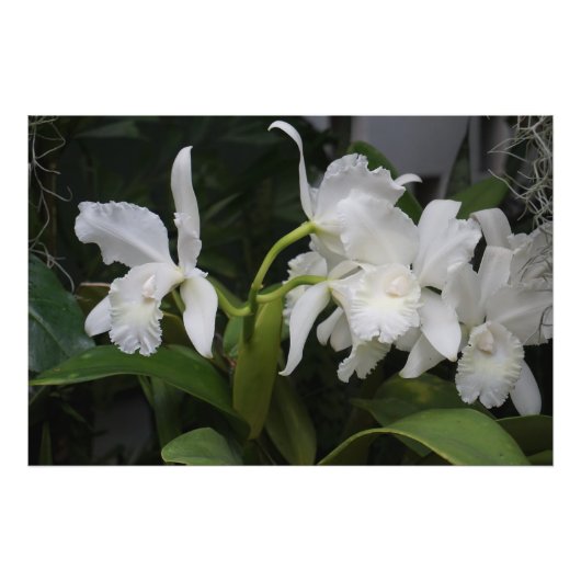 Impression Photo Orchidées blanches 36"x24" (Devant)